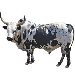 Nguni Cow